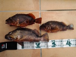 良型カサゴ連発！