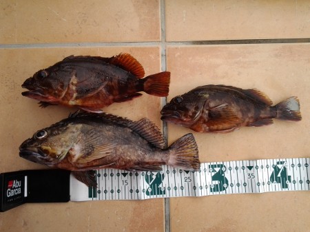 良型カサゴ連発！