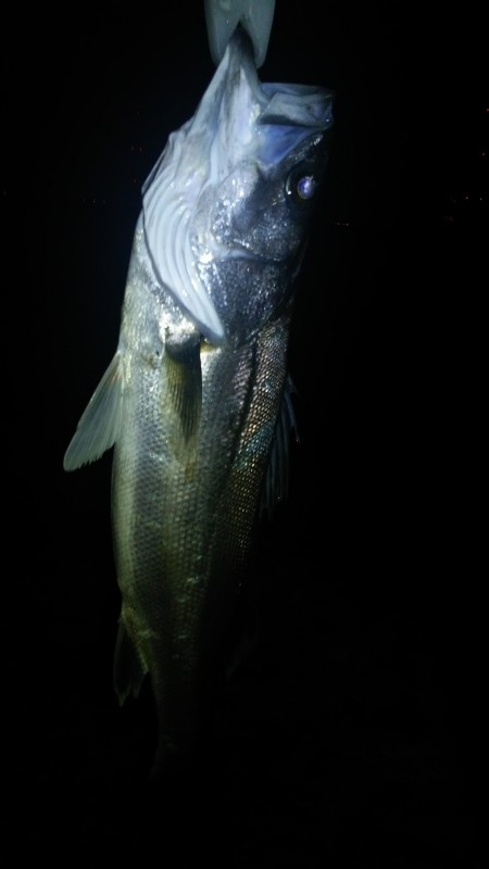 木曽川シーバス