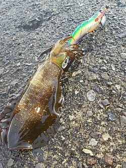 漁船に助けられたのかも