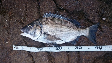 グレ狙のフカセ釣りでチヌ