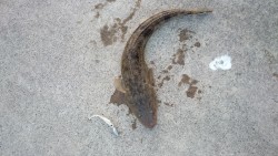 なんか釣りたい！