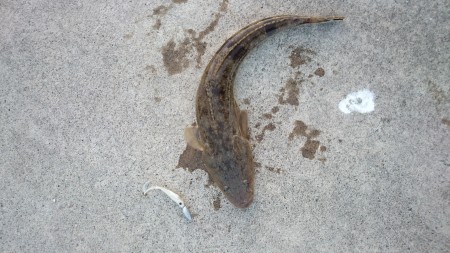 なんか釣りたい！