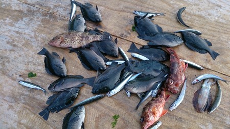 筏＆ナイトメバルゲーム