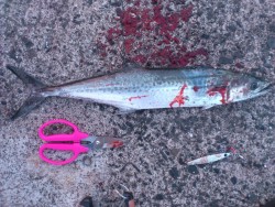 サゴシしかいないんですか