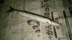 カマス爆釣