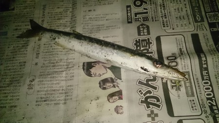 カマス爆釣