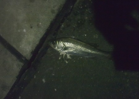 形原漁港、お魚迷子