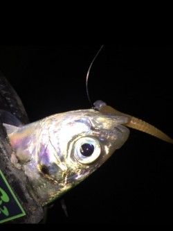 奥能登アジング♪