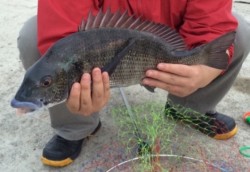 チンタからサイズアップ成功