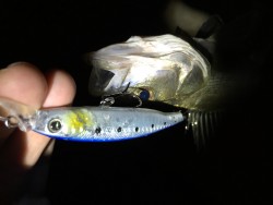 ナイトシーバス！