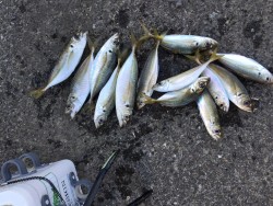 南紀アジフェス♪