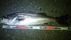 木曽川シーバス