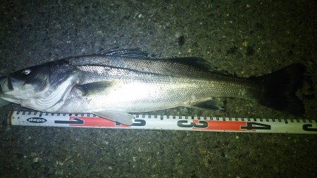 木曽川シーバス