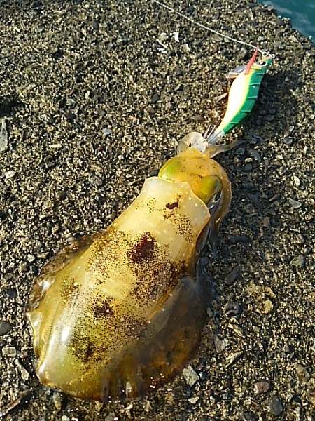 漁船に助けられたのかも