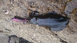 グレ狙のフカセ釣りでチヌ