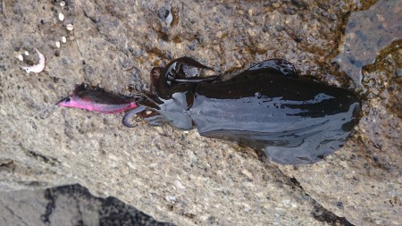 グレ狙のフカセ釣りでチヌ