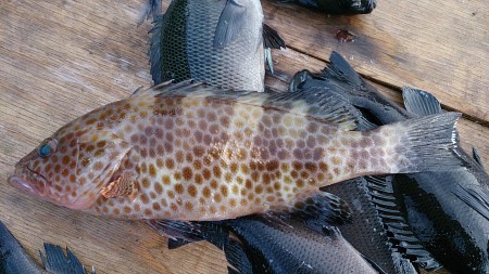 筏＆ナイトメバルゲーム