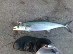 サゴシしかいないんですか