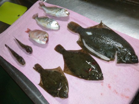 はじまりましたネ♪