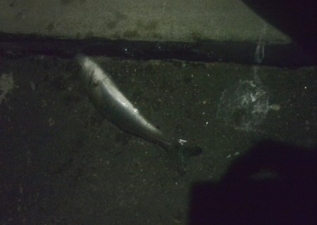 形原漁港、お魚迷子