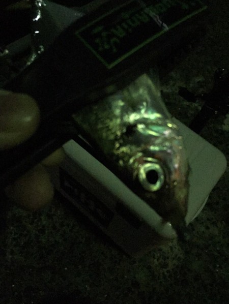 奥能登アジング♪