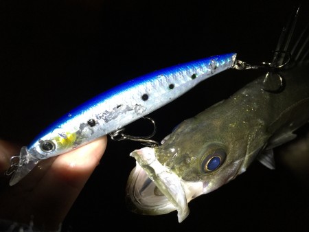 ナイトシーバス！