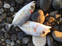 浜で良型メッキ♪