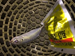 南紀アジフェス♪