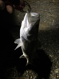 木曽川連続釣行