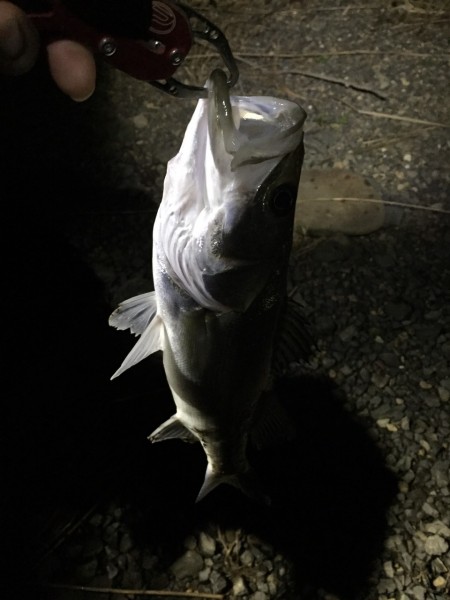 木曽川連続釣行