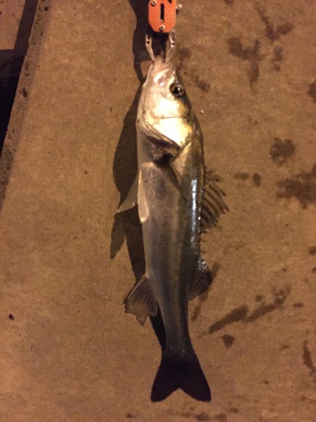 久しぶりの太刀魚釣行