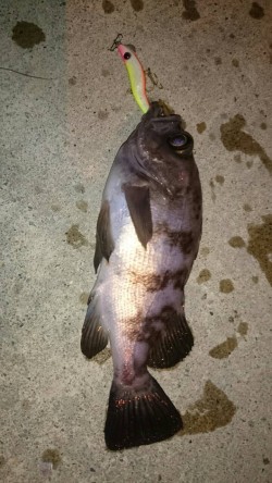 太刀魚釣りの予定が