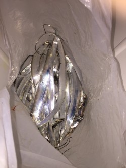 名古屋港太刀魚