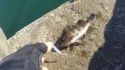 デイメバリング♪