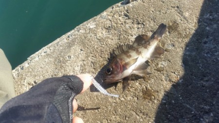 デイメバリング♪