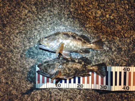 ガシリング&オコジング？