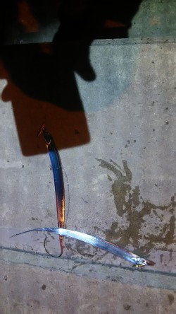 メバル釣りの予定が太刀魚