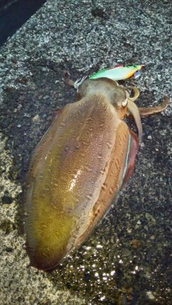 引きは良かったけど