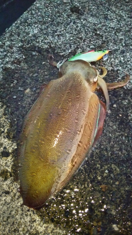 引きは良かったけど