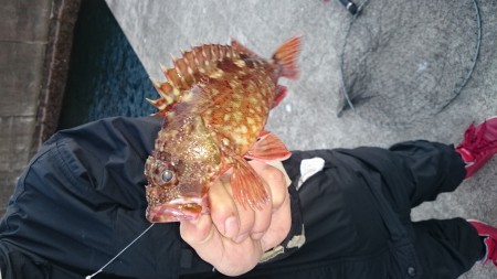 ロックフィッシュハント