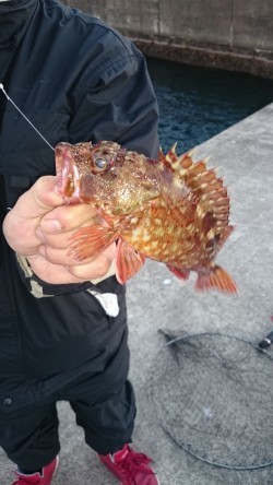 ロックフィッシュハント