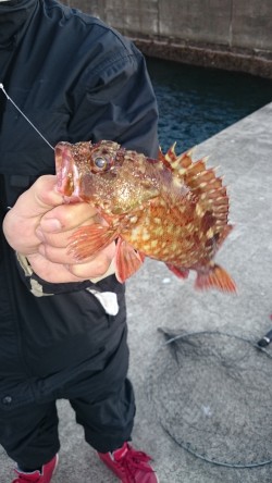 ロックフィッシュハント