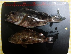 特大カサゴゲット！（＾＾）/