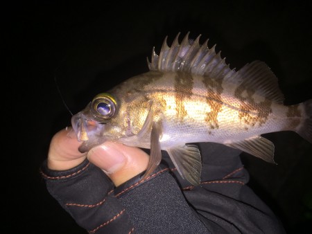 メバルシーズンイン！