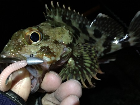 アジ・カマス・ガシラ