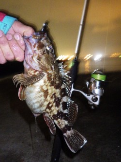 約一年ぶりに常滑