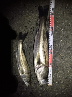 木曽川連続釣行