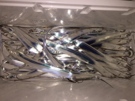 久しぶりの太刀魚釣行