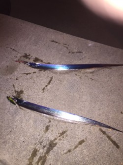 名古屋港太刀魚